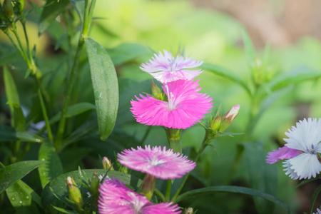 植物 制作 报春花 纹理 颜色 自然 季节 花束 花的 美丽的