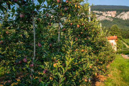 农事 季节 苹果枝 自然 葡萄 果园 天空 小山 农业 欧洲