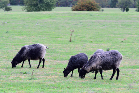 农场 羊毛 草地 风景 斯堪的纳维亚 兽群 摄影 哺乳动物