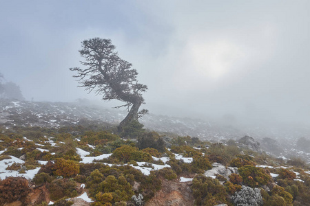 雪地里的橡树，岩石和明亮的阳光