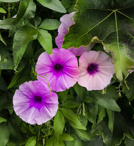 领域 乡村 开花 公园 紫色 墙纸 花的 季节 植物学 盛开