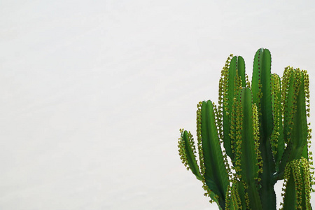 秘鲁 生长 植物区系 植物 自然 沙漠植物 复制空间 仙人掌科