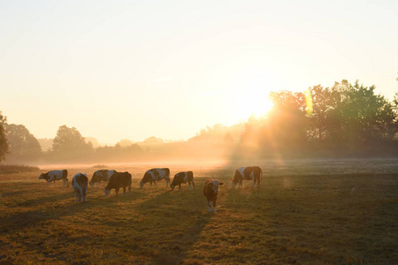 奶牛 哺乳动物 放牧 木材 夏天 乡村 草地 日出 天空