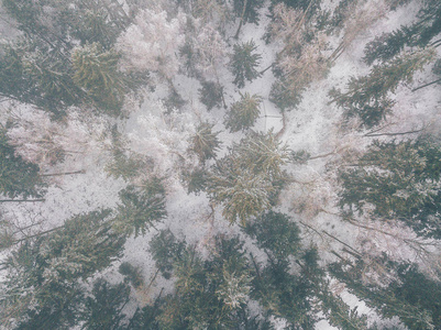森林里结了霜的树