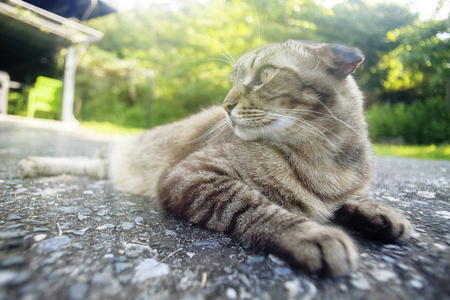 毛皮 小猫 宠物 基蒂 哺乳动物 繁殖 特写镜头 性格 朋友