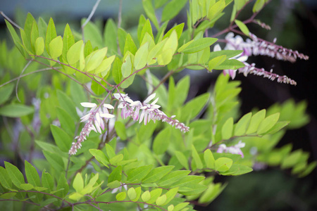 漂亮的 冒险 季节 浪漫 外部 生物学 科学 灌木 活的