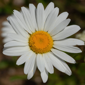 自然 季节 花艺 生长 植物区系 园艺 夏季 花瓣 花的