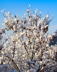 冬天 自然 寒冷的 下雪 蓝天 植物 植被 天空 场景