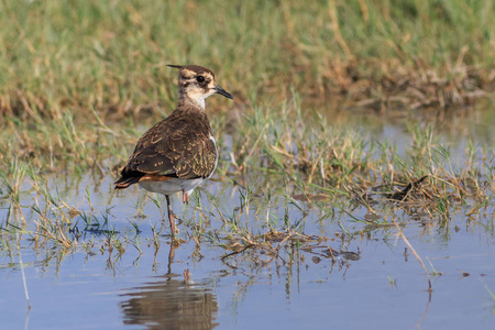 自然 观鸟 湿地 旅行 生物圈 生活 三角洲 野生动物 搭接