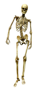 骨架 生物学 解剖 生理学 身体 万圣节 三维渲染 三维