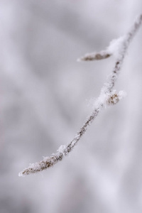 Closeup view of winter snow covered beech twig 