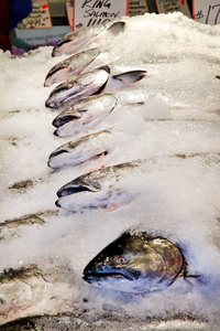 旅行 食物 营养 钓鱼 规模 三文鱼 零售业 海洋 西雅图