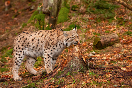 捕食者 野兽 自然 森林 毛皮 动物 肖像 奥特姆 野猫