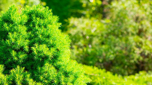 植被 柏树 树叶 季节 花园 树篱 园艺 复制空间 植物区系