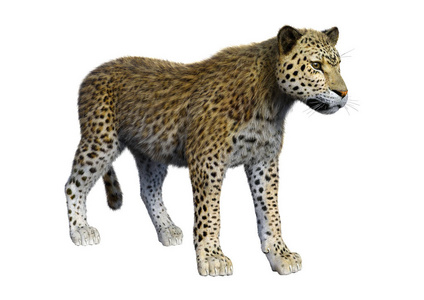野兽 三维 豹子 危险的 猫科动物 三维渲染 捕食者 非洲