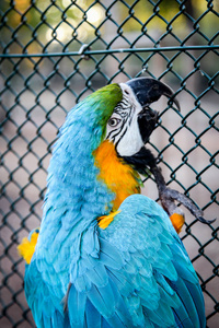 眼睛 肖像 动物 动物园 自然 阿拉斯 蜕皮 长尾鹦鹉 鹦鹉