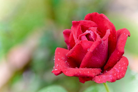 玫瑰 美丽的 开花 盛开 美女 雨滴 颜色 花瓣 露水 花园