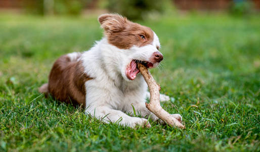 宠物 可爱的 外部 自然 犬科动物 乐趣 繁殖 眼睛 牧羊犬