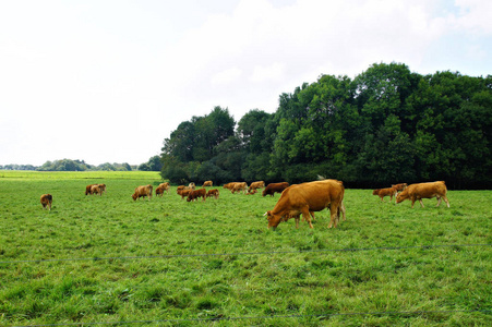 风景 牧场 动物 奶牛 哺乳动物 德国 兽群 森林 草地