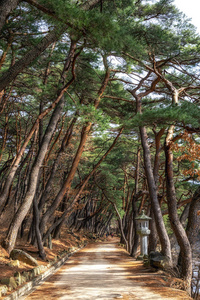 韩国人 追踪 韩国 风景 亚洲 伍兹 目的地 通路 自然