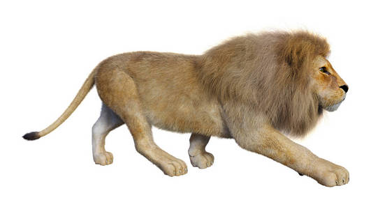 插图 食肉动物 三维 动物 狮子座 荒野 非洲 哺乳动物
