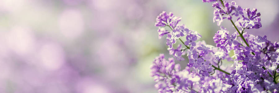 美丽的 特写镜头 粉红色 自然 夏天 美女 园艺 紫色 植物区系