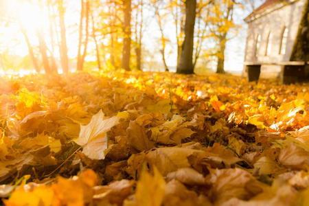 十月 美丽的 枫树 颜色 地面 秋天 太阳 植物区系 落下