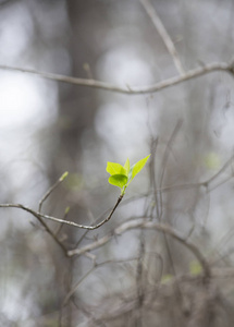 生活 环境 生长 植物学 恢复 树叶 特写镜头 植被 成长