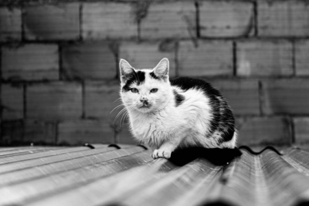 美丽的 眼睛 宠物 毛皮 动物 基蒂 有趣的 小猫 肖像