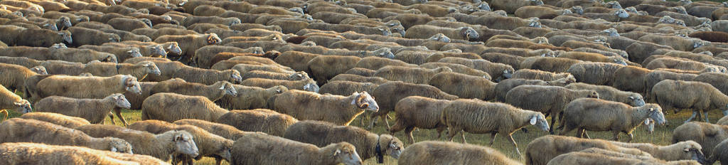 春天 山羊 羊毛 羔羊 领域 污垢 自然 动物 农场 农业