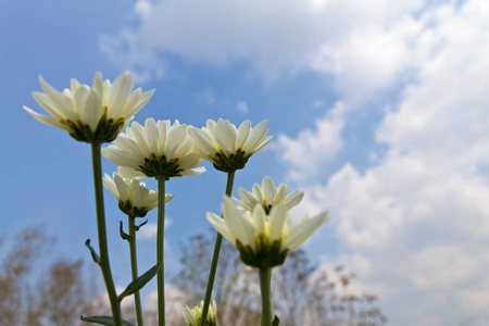 天空 菊花 美女 花束 自然 季节 特写镜头 秋天 植物区系