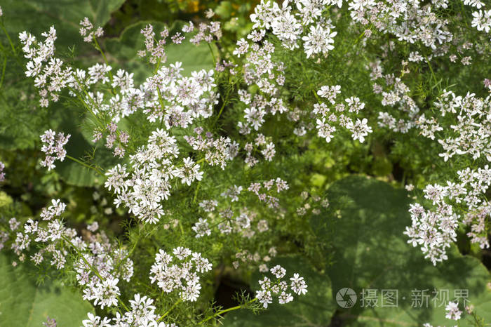 种子子房形成初期开白花的年轻芫荽属植物的俯视图