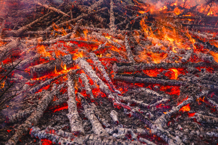 森林 墙纸 美丽的 危险的 木材 自然 燃烧 野火 火焰