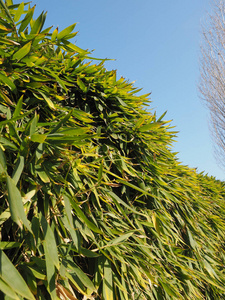 植物 夏天 天堂 自然 植物学 灌木 环境 美女 树叶 旅行