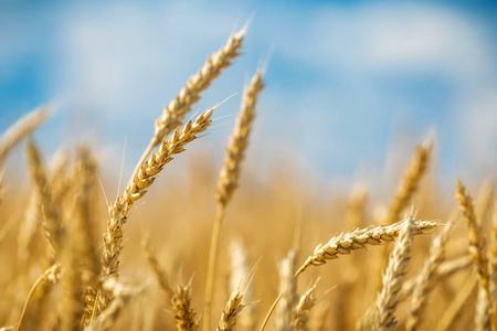 黑麦 秋天 植物 粮食 大麦 领域 面包 农田 作物 夏天