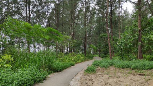 夏天 风景 树叶 场景 追踪 季节 步行 美丽的 森林 公园