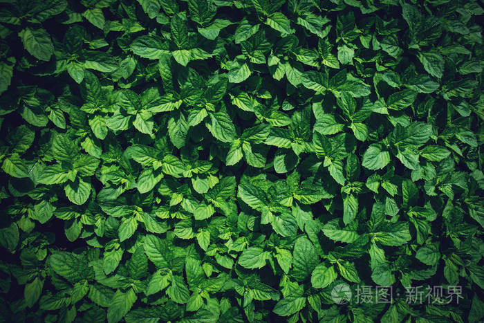 绿色薄荷叶背景 薄荷科薄荷 春夏花卉植物园照片 正版商用图片28cs6g 摄图新视界
