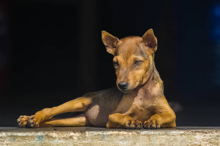 犬科动物 动物 宝贝 宠物 抑郁 哺乳动物 巧克力 休息