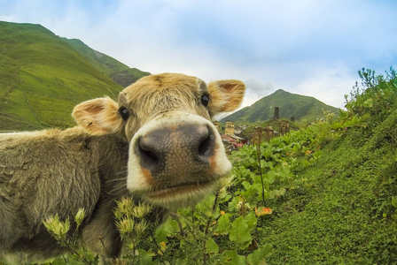 乳制品 村庄 牧场 兽群 农业 哺乳动物 草地 格鲁吉亚