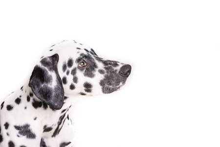 降低 复制 头像 繁殖 犬科动物 可爱的 肖像 动物 小狗