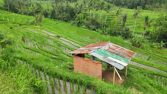 大米 在里面 小山 农业 旅游业 村庄 乌布 旅行 植物