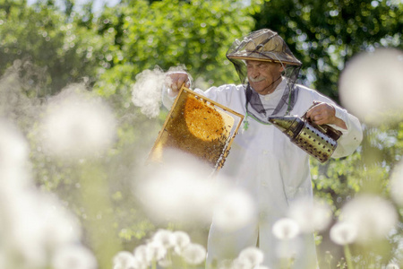 在里面 蜂巢 绿色植物 波兰 工作 春天 生态学 养蜂 男人