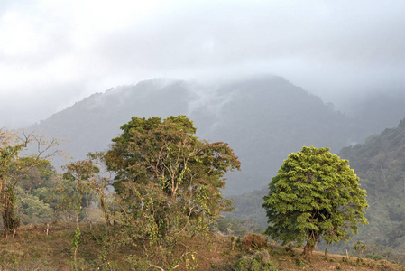 植物 自然 南方 环境 公园 美国 风景 旅行 高地 痛经