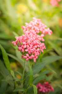 春天 开花 颜色 粉红色 花的 纹理 生长 植物区系 花瓣