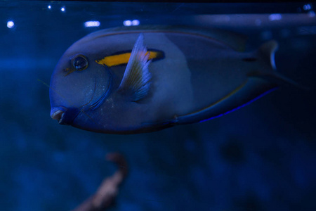 水下 深的 盐水 自然 水产养殖 海的 野生动物 水族馆