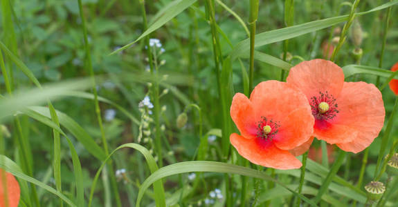 Two poppies 