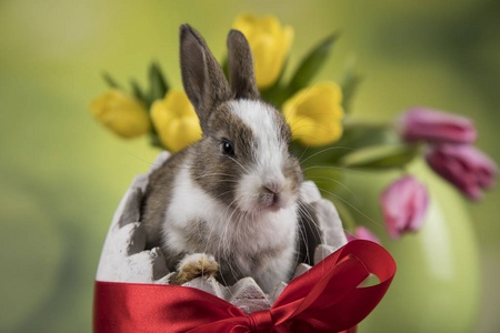 春天 兔子 可爱的 礼物 庆祝 毛茸茸的 甜的 复活节 宝贝