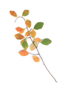 颜色 秋天 美丽的 植物标本馆 树叶 落下 细枝 分支 季节