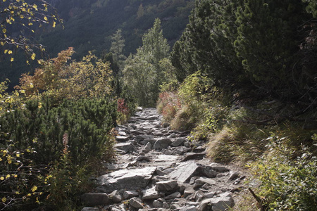 云杉 单程 春天 太阳 森林 分支 风景 植物 木材 树叶