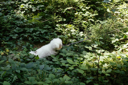 毛皮 甜的 小狗 犬科动物 自然 外部 纯种 哺乳动物 可爱极了